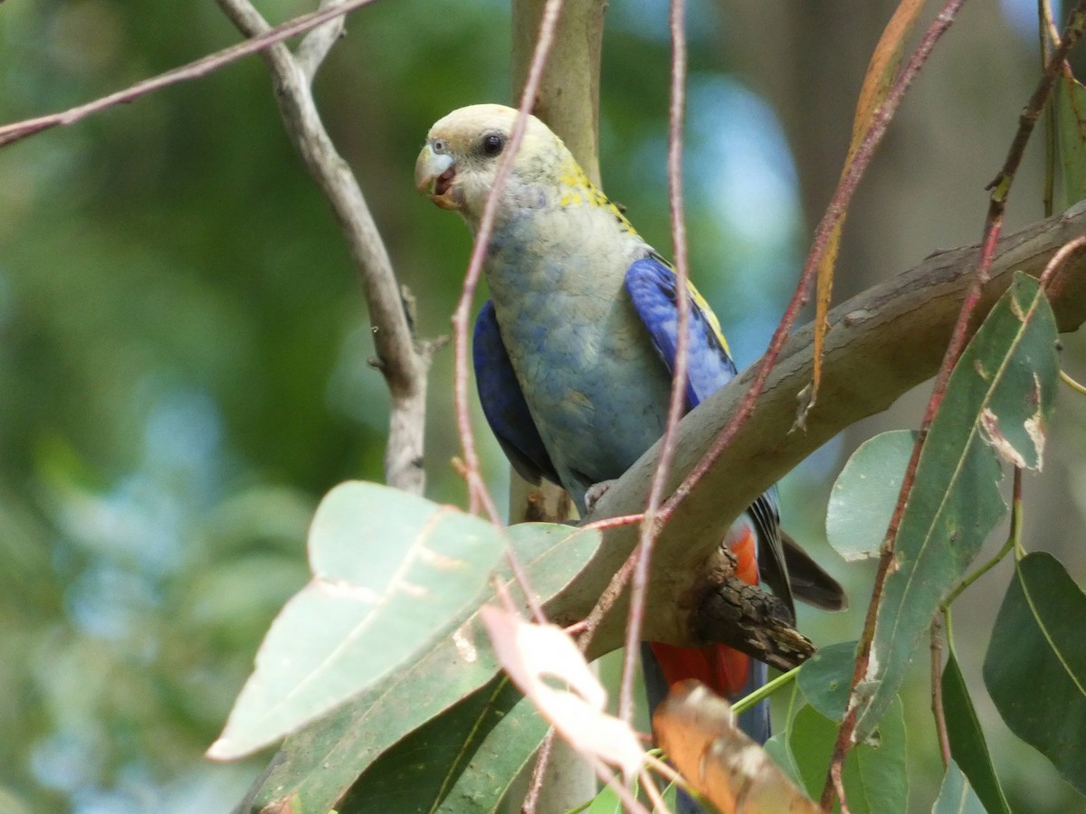 ホオアオサメクサインコ - ML645377673