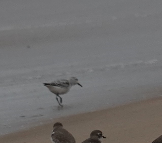 Sanderling - ML645377681