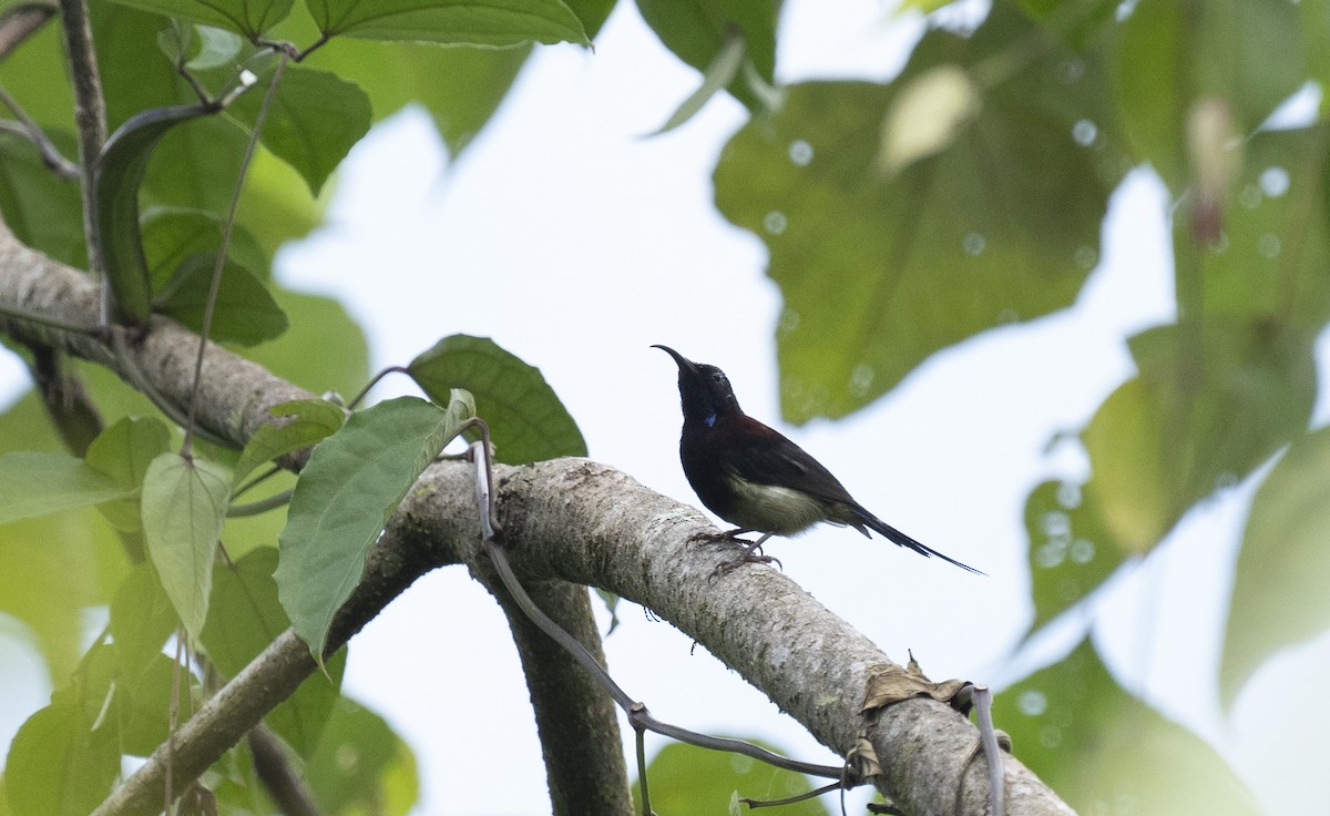 Black-throated Sunbird - ML645377696