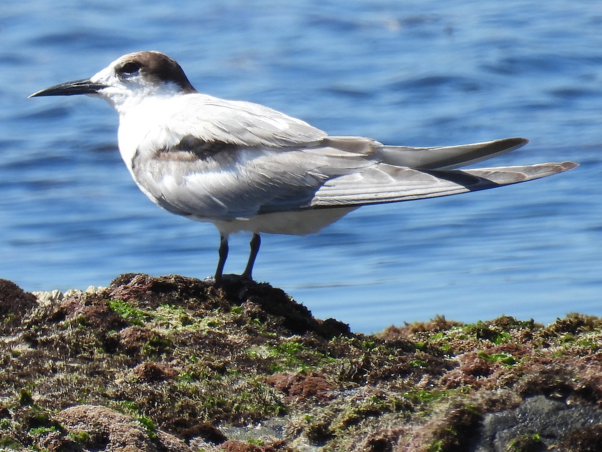 Речная крачка (longipennis) - ML645377699