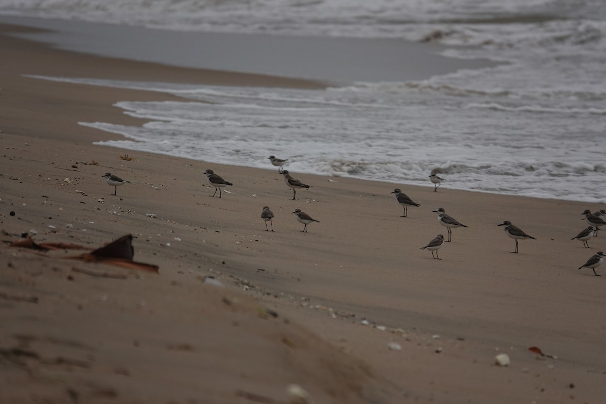 Tibetan Sand-Plover - ML645377705