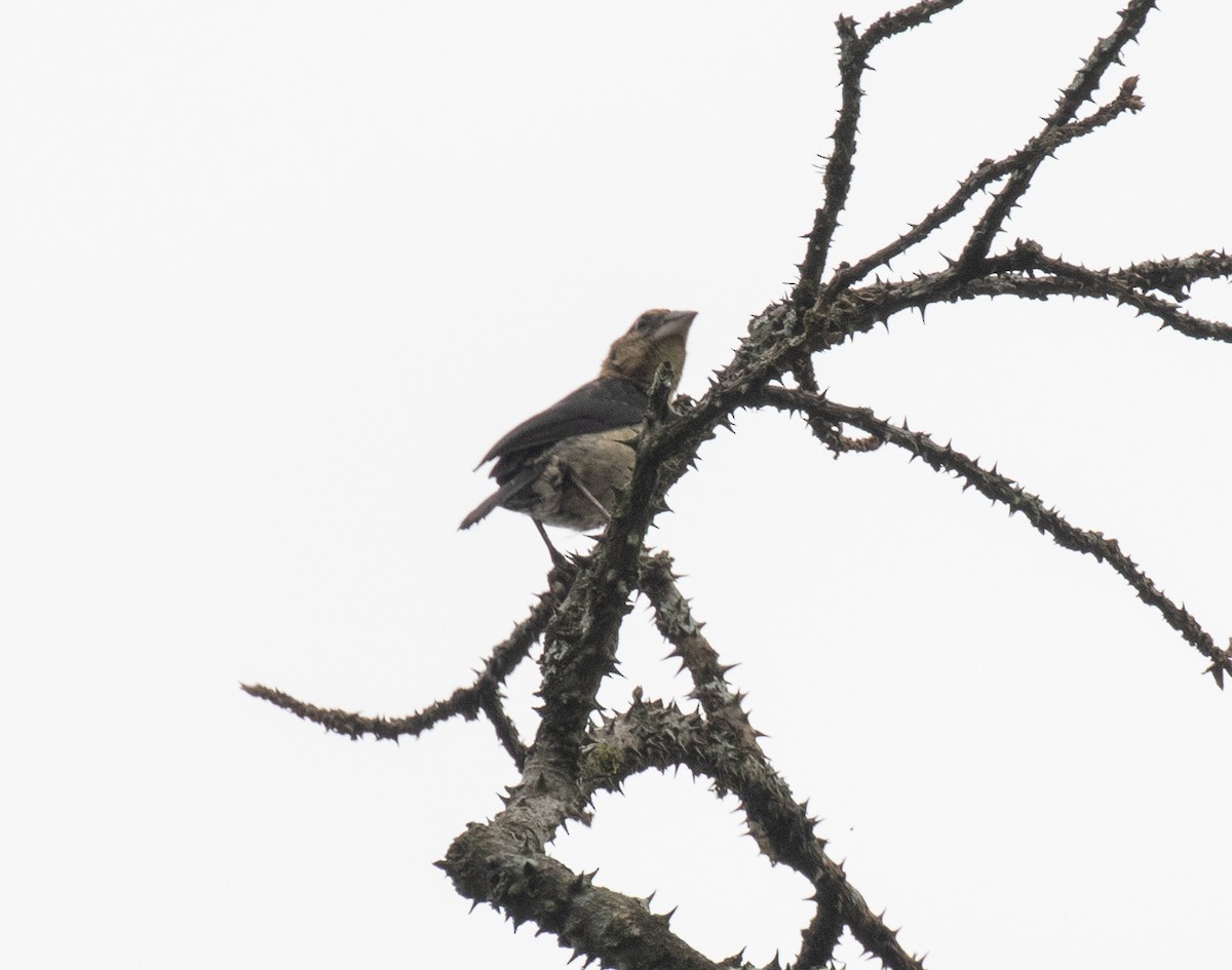 Vieillot's Black Weaver - ML645377712