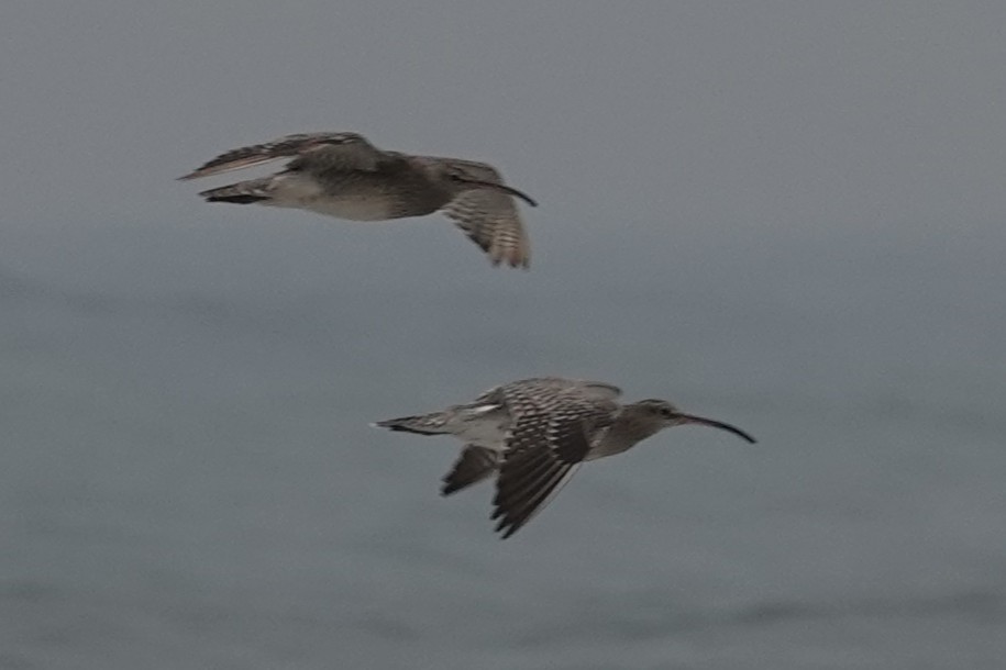 Eurasian Whimbrel - ML645377714