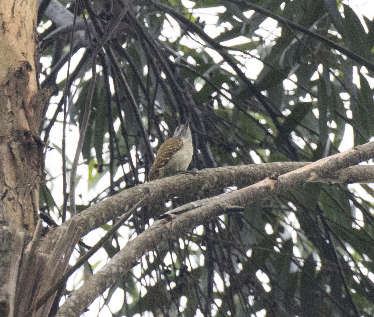 Göğsü Benekli Ağaçkakan - ML645377717