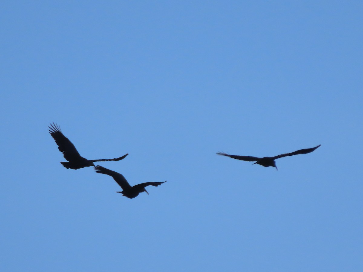 Olive Ibis - ML645377722