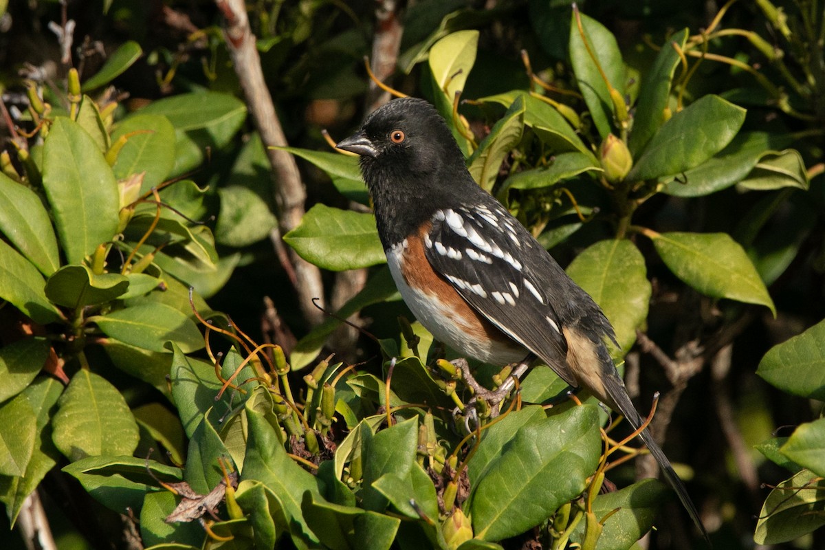 Spotted Towhee (maculatus Group) - ML645377723