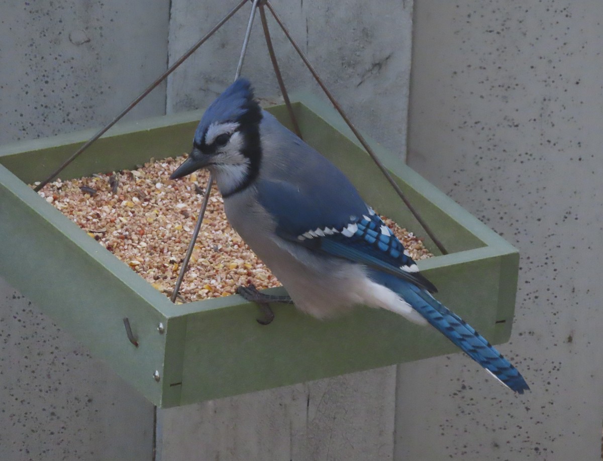 Blue Jay - ML645377724