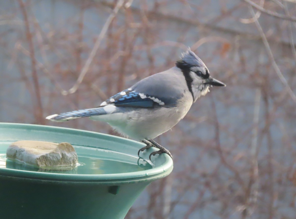 Blue Jay - ML645377727