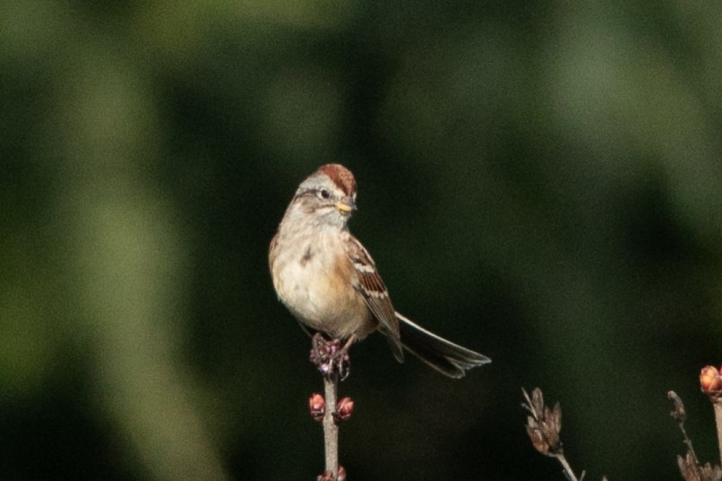 American Tree Sparrow - ML645377728