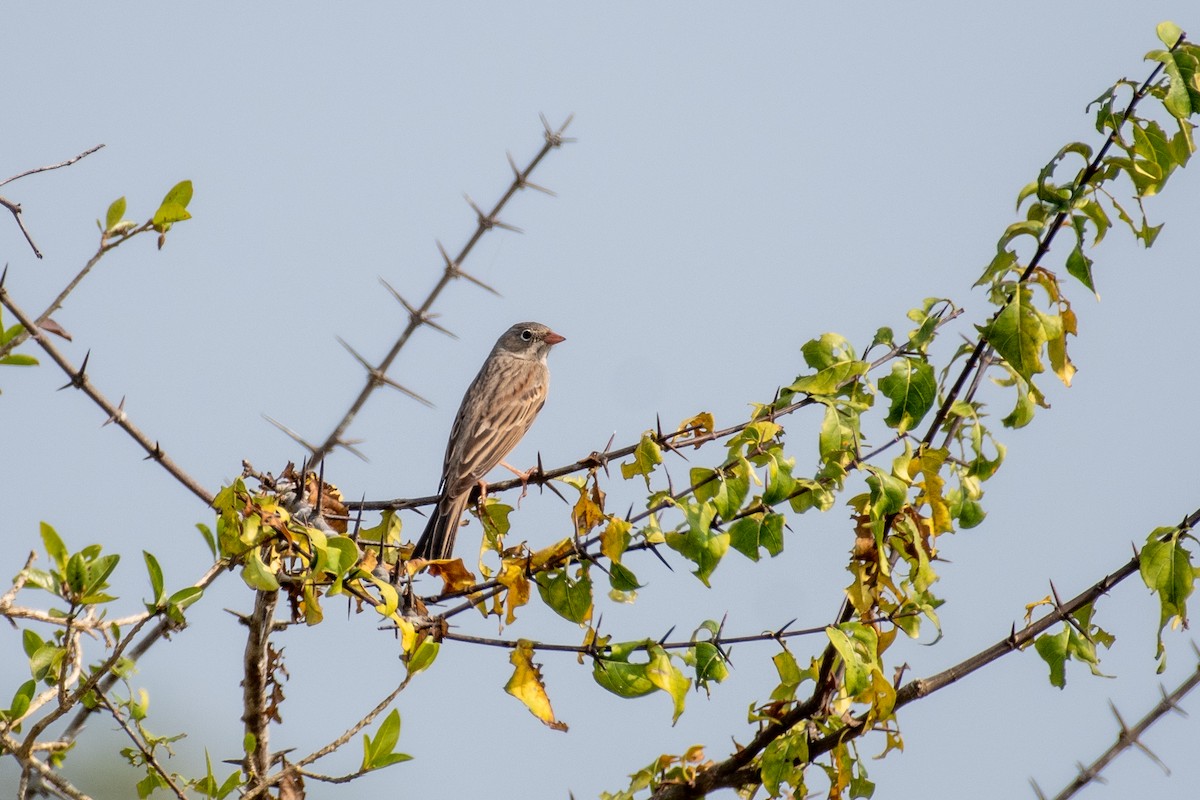 Gray-necked Bunting - ML645377732