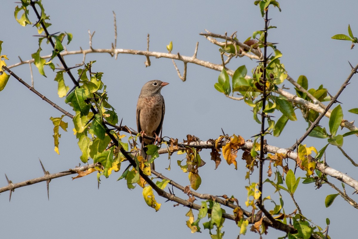 Gray-necked Bunting - ML645377733