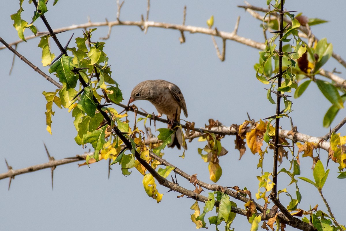 Gray-necked Bunting - ML645377734