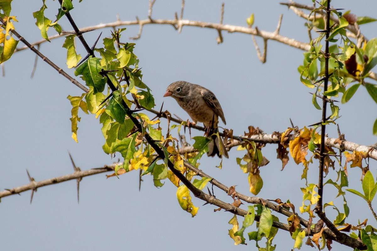 Gray-necked Bunting - ML645377736