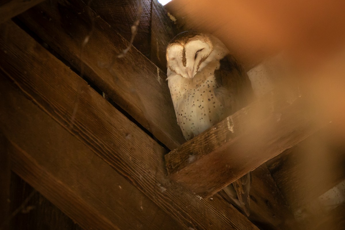 American Barn Owl - ML645377746