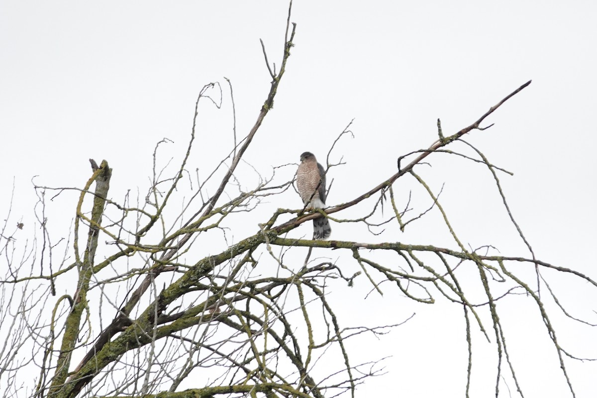 Яструб чорноголовий - ML645377747