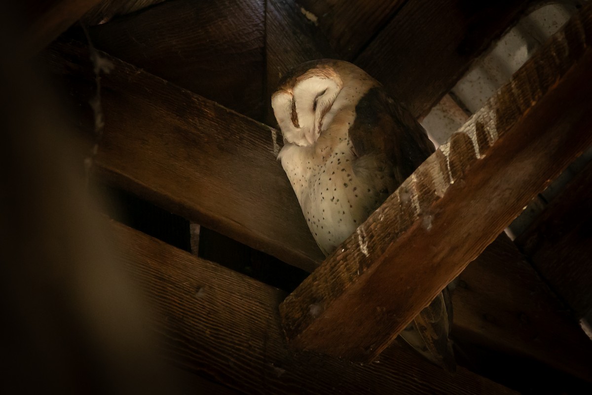 American Barn Owl - ML645377748