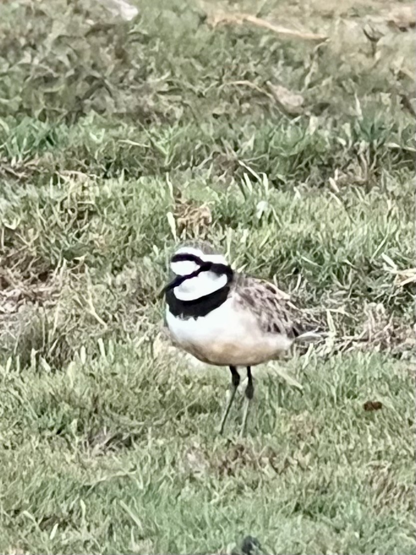 Madagascar Plover - ML645377749