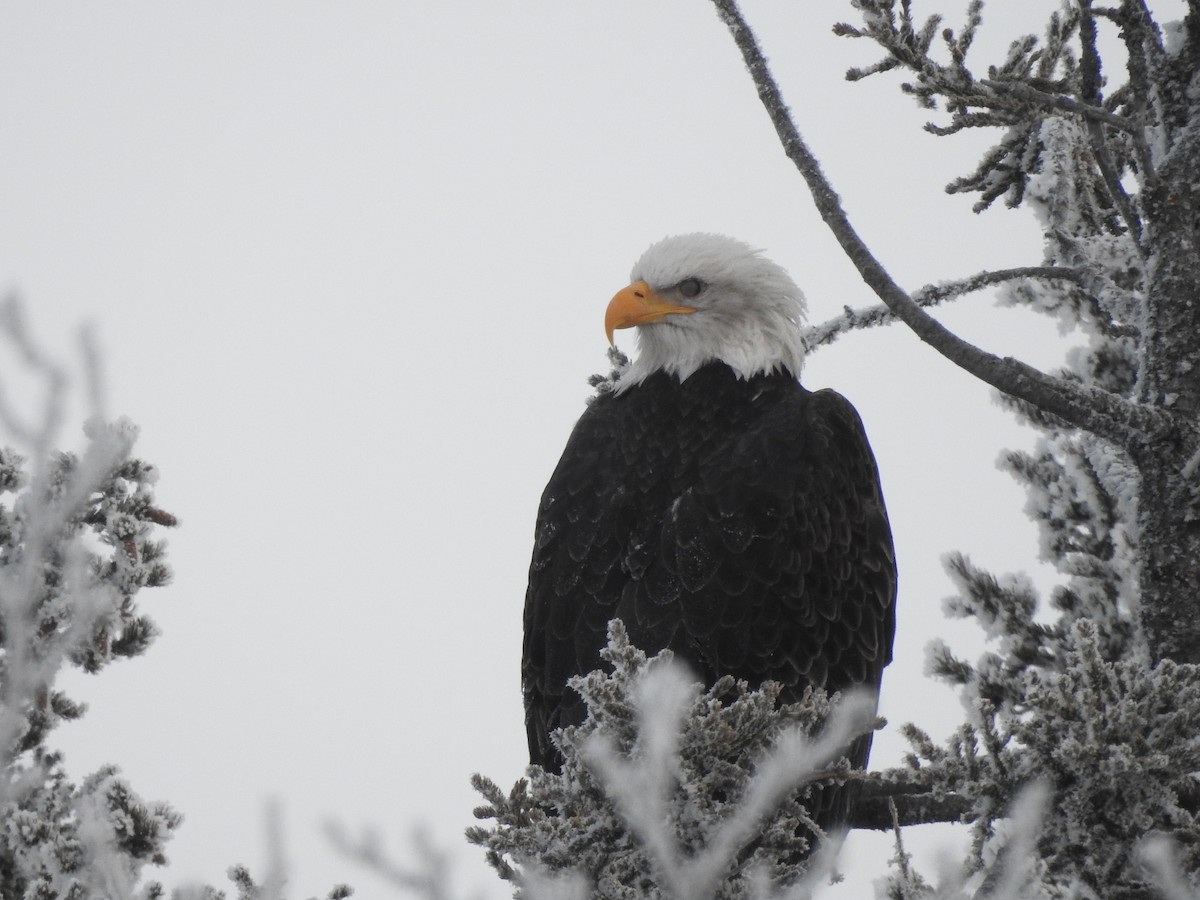 Bald Eagle - ML645377760