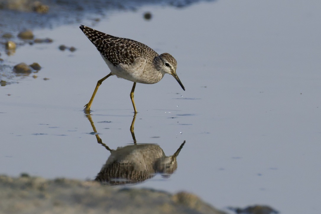 タカブシギ - ML645377763