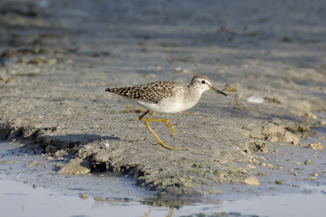 タカブシギ - ML645377764