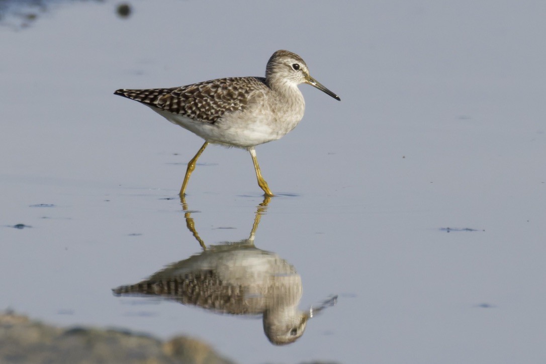 タカブシギ - ML645377765