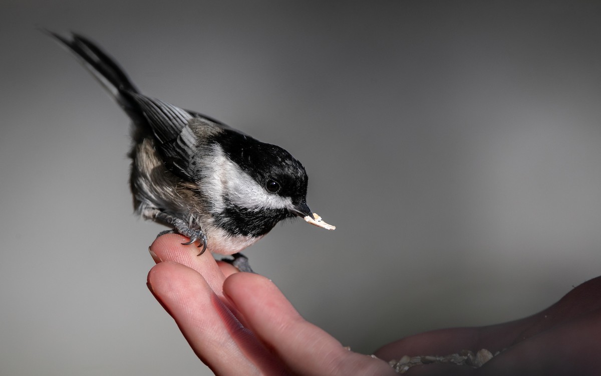 Black-capped Chickadee - ML645377766