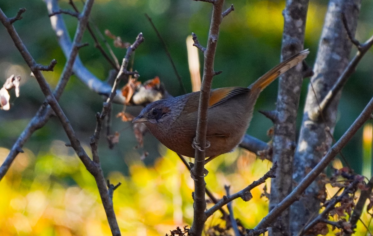 Garrulaxe barré - ML645377769