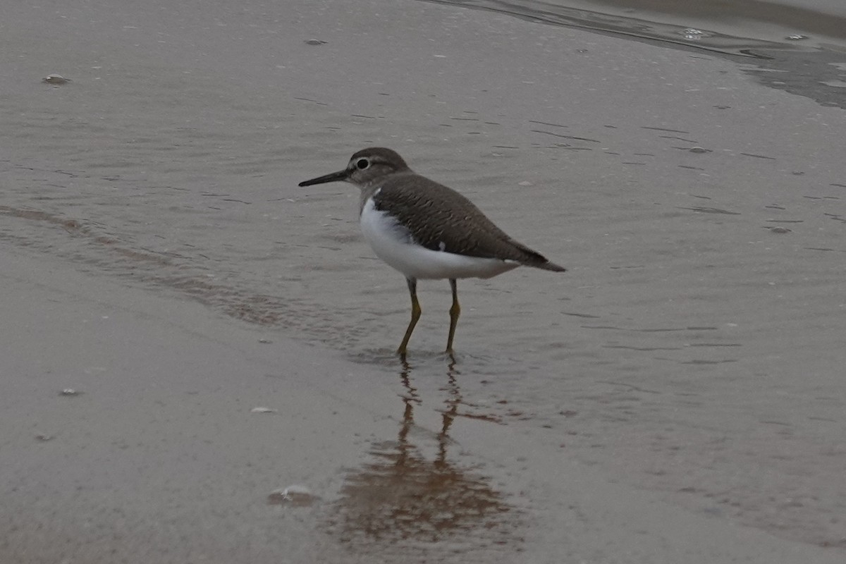 Common Sandpiper - ML645377770
