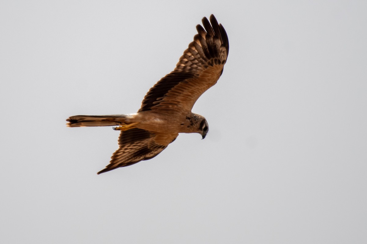 Montagu's Harrier - ML645377772