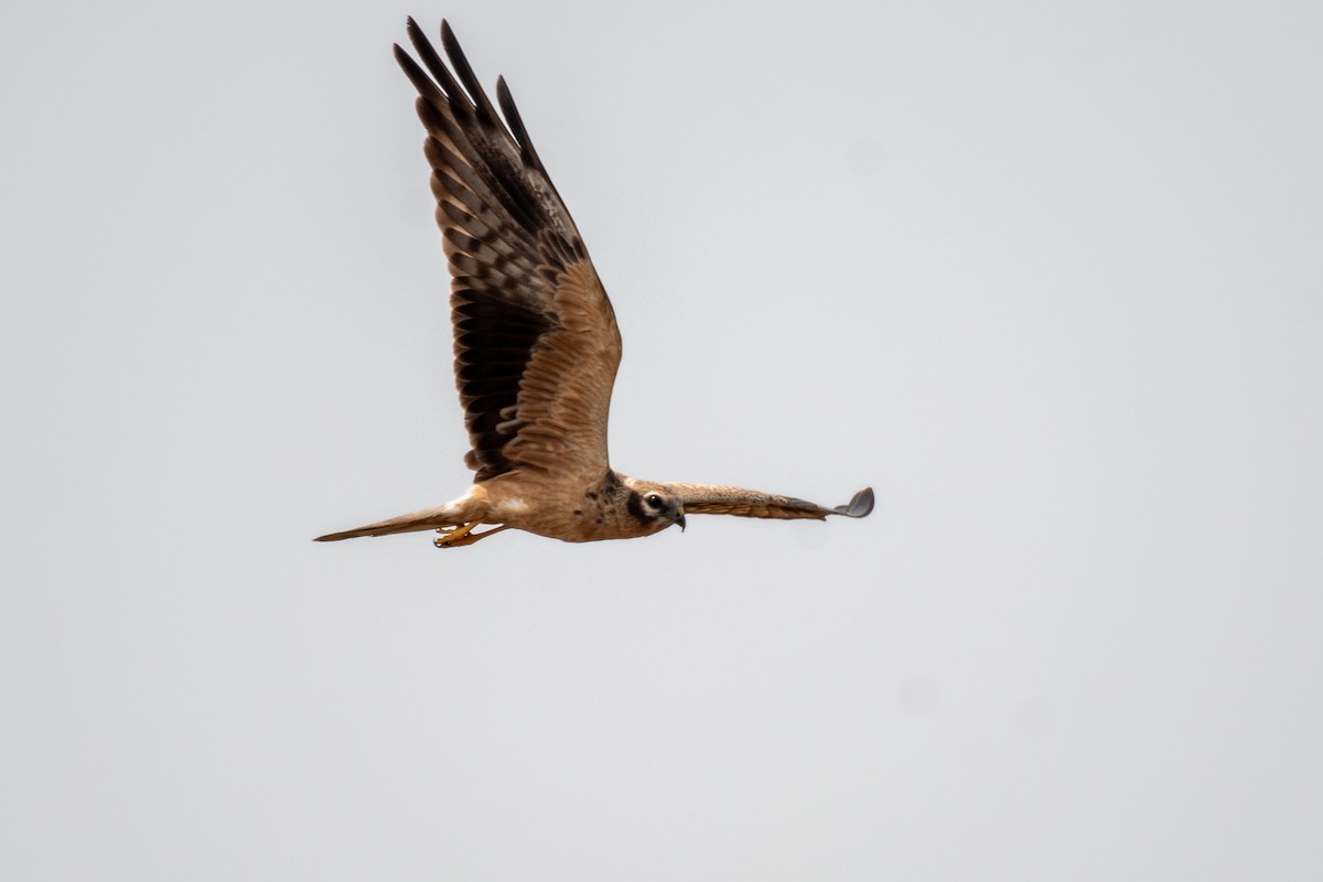 Montagu's Harrier - ML645377773