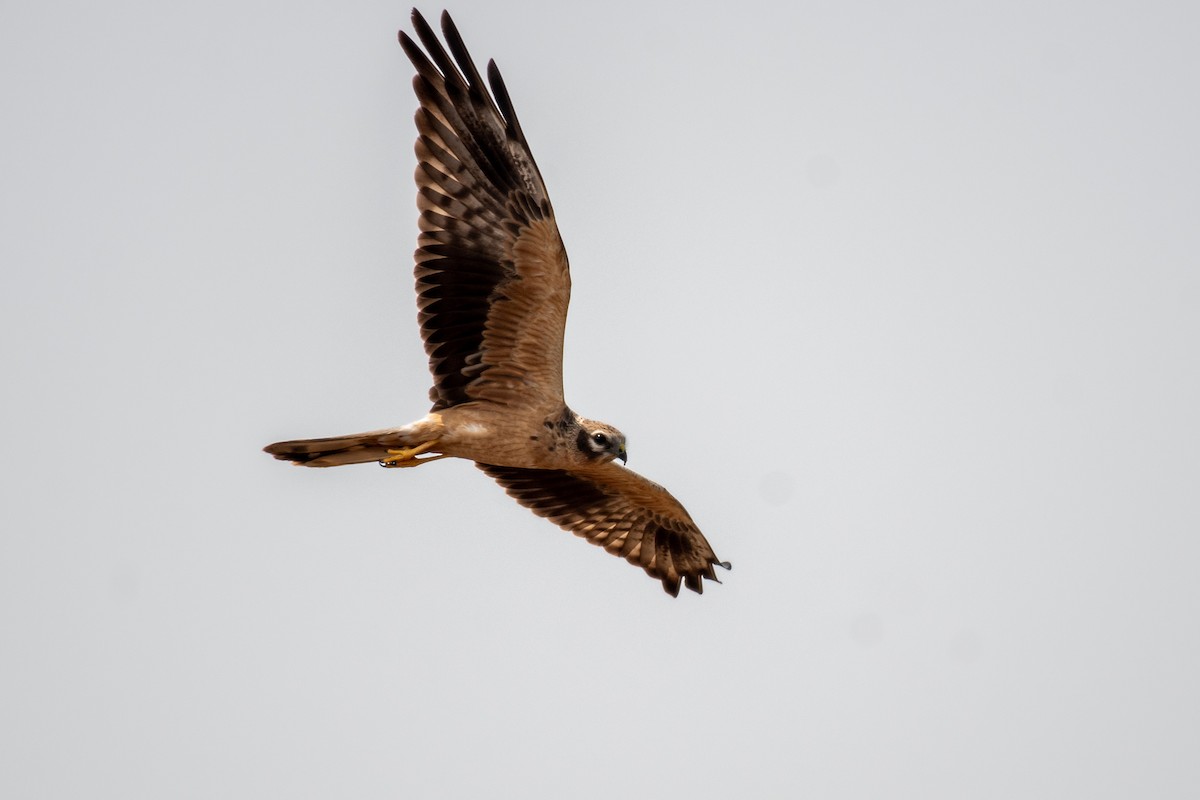 Montagu's Harrier - ML645377774