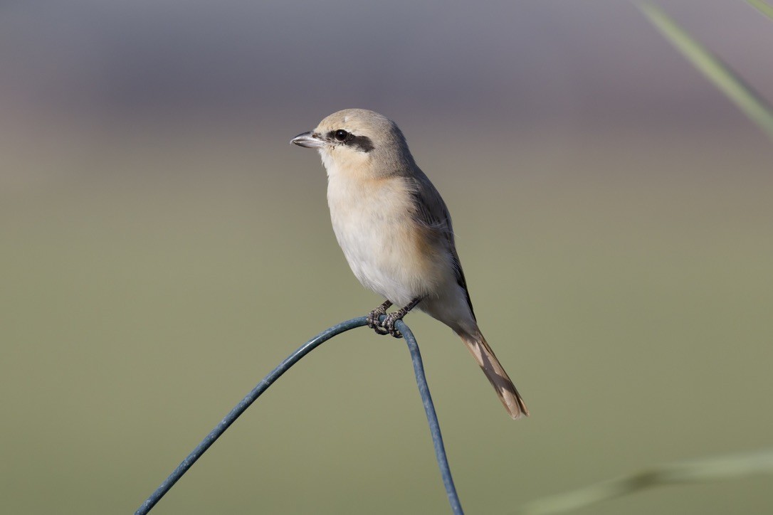 Alcaudón Isabel (isabellinus) - ML645377775