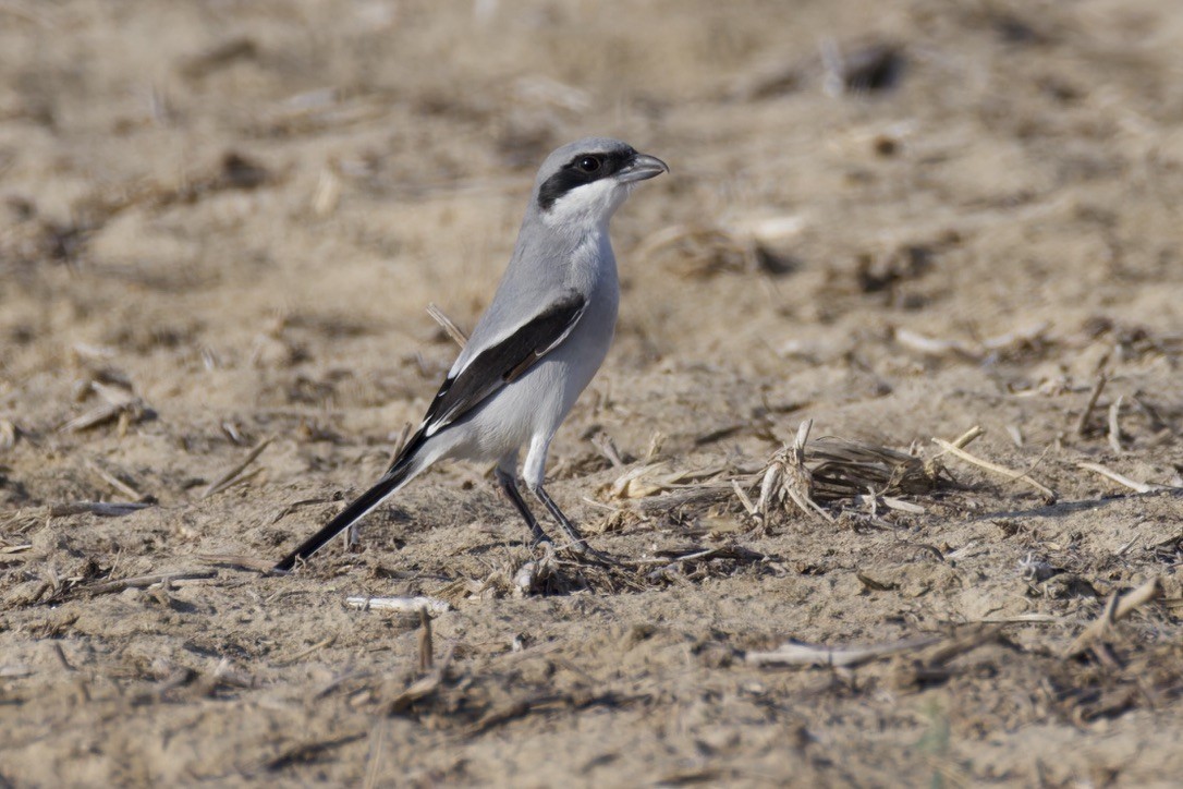 Great Gray Shrike (Arabian) - ML645377782