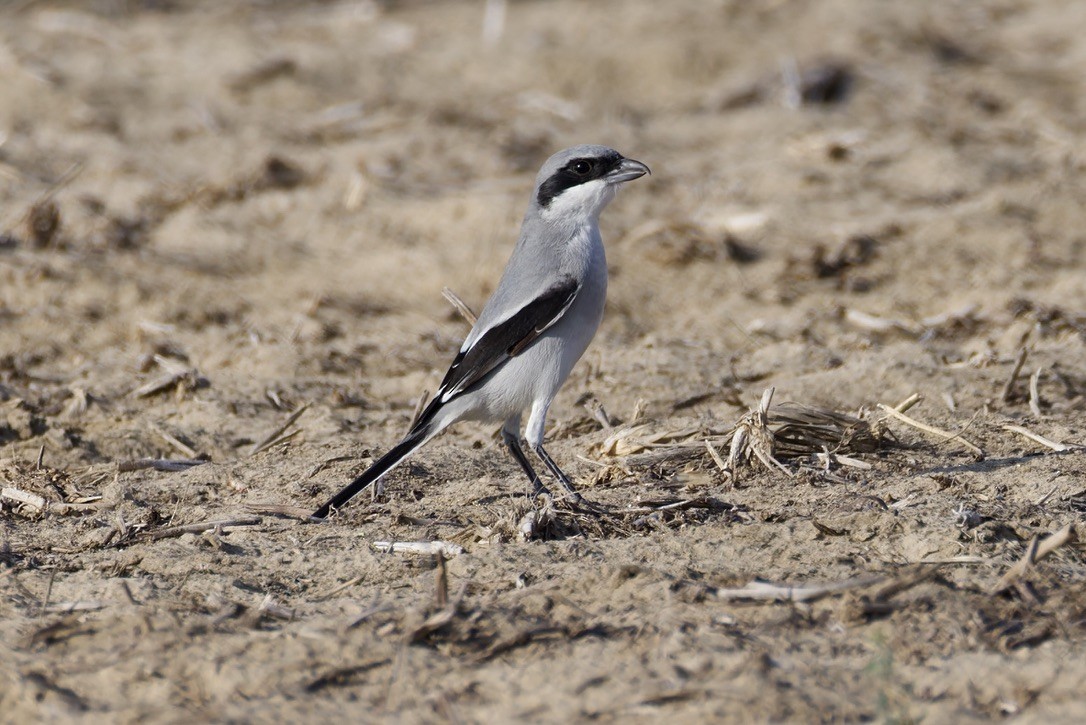 Great Gray Shrike (Arabian) - ML645377783