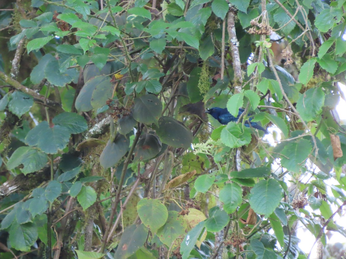 Пурпурногорлый личинколюб - ML645377786