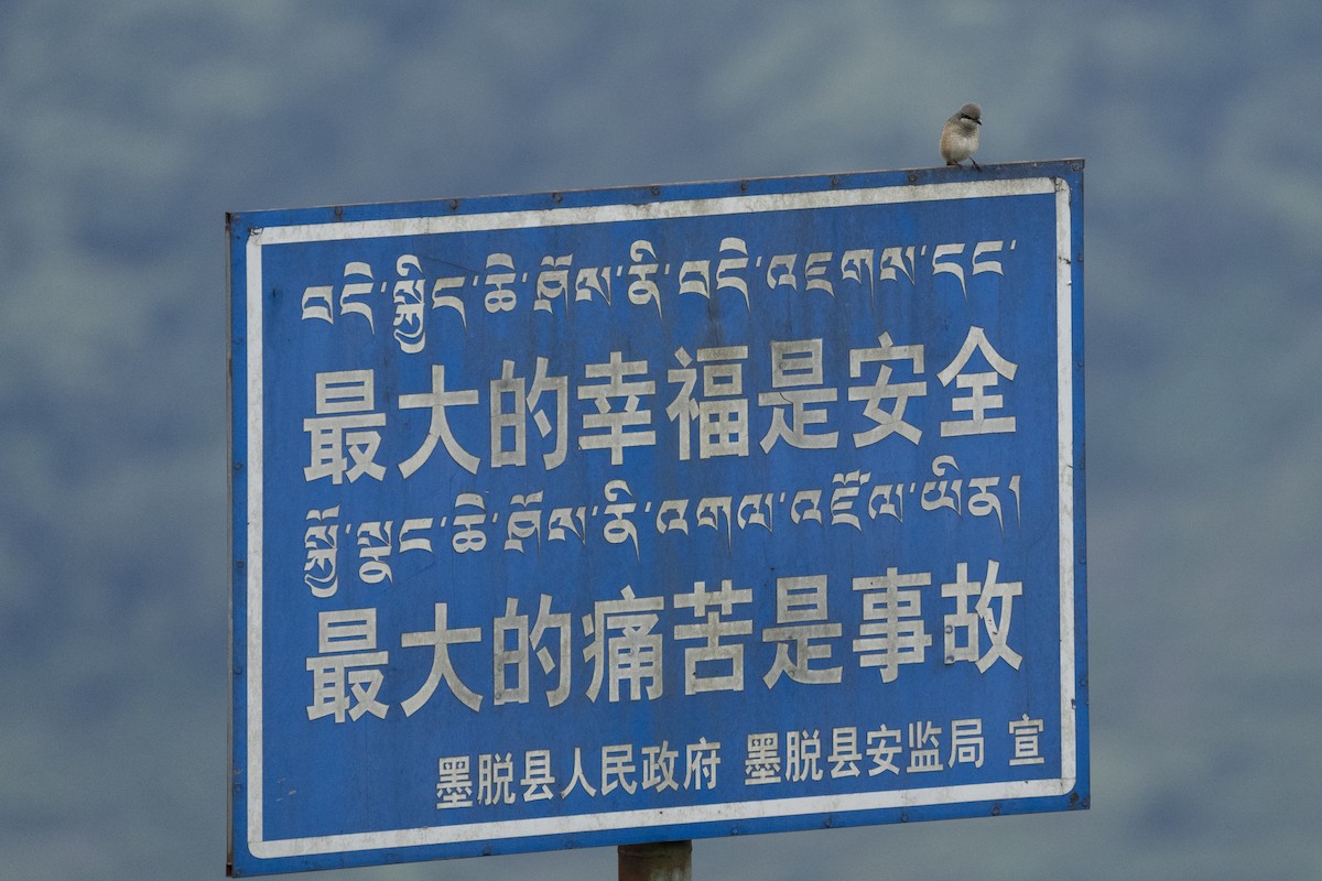 Gray-backed Shrike - ML645377794