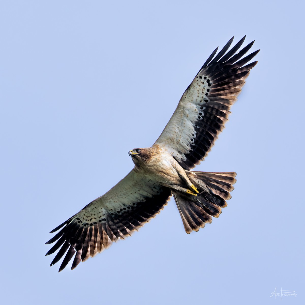 Booted Eagle - ML645377797