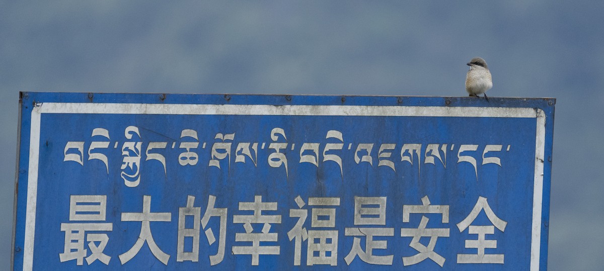 Gray-backed Shrike - ML645377798