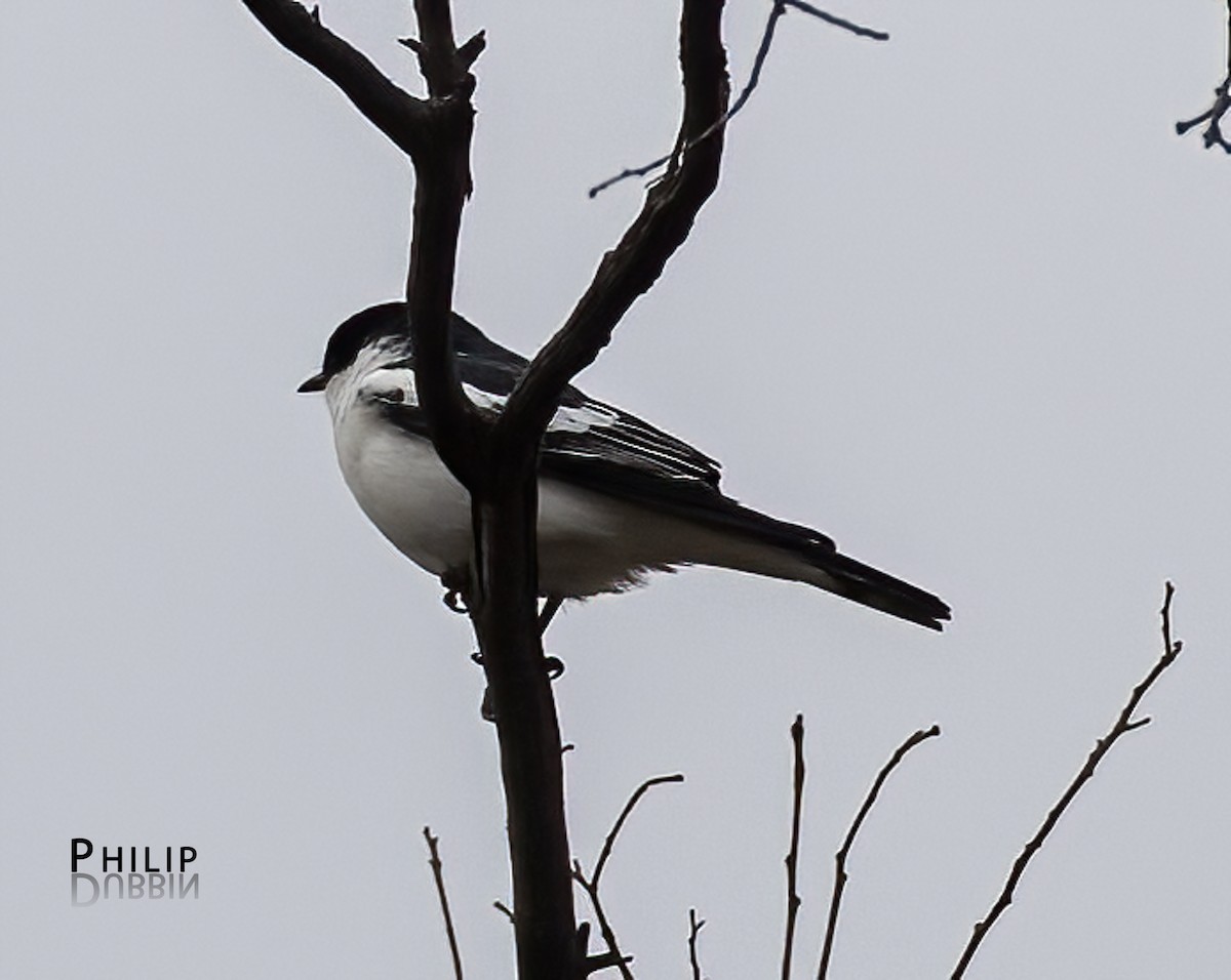 White-winged Triller - ML645377799