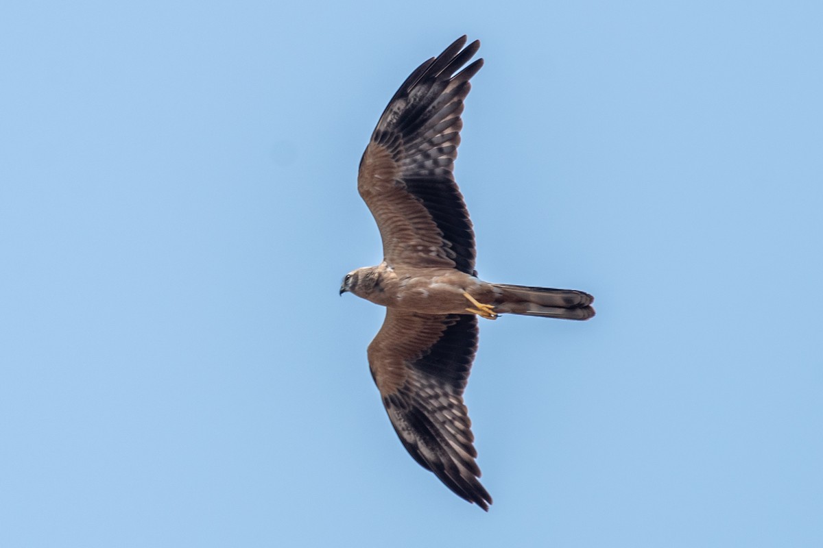 Montagu's Harrier - ML645377813