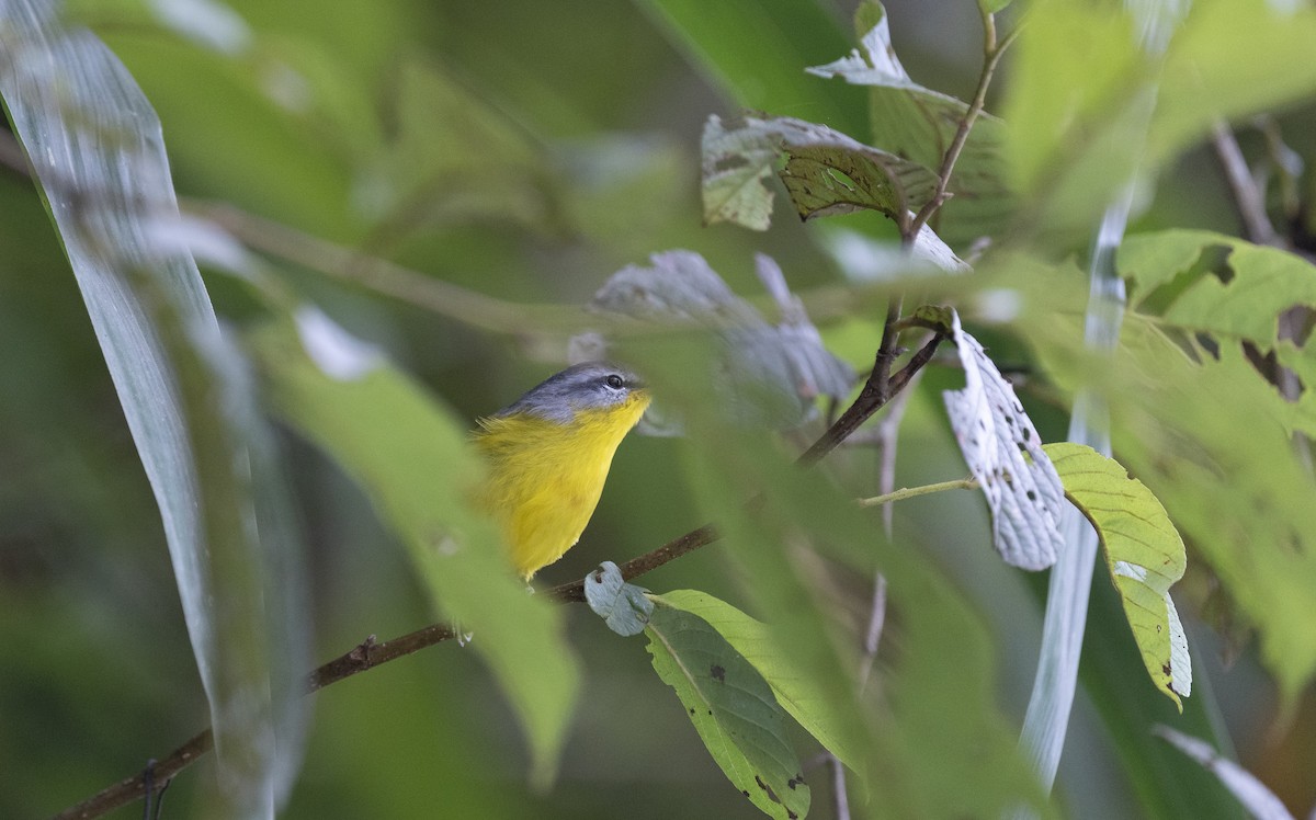 Gray-hooded Warbler - ML645377815
