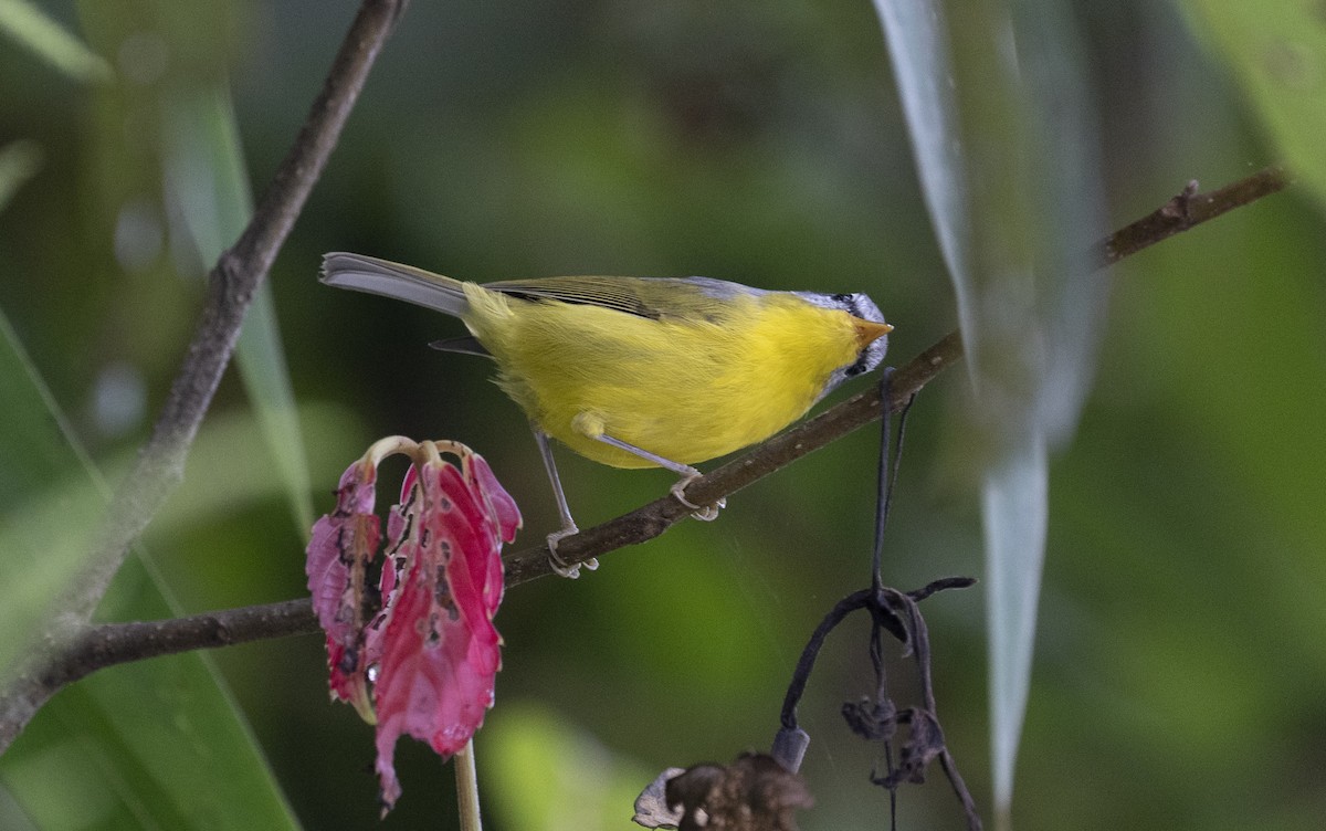 Gray-hooded Warbler - ML645377816