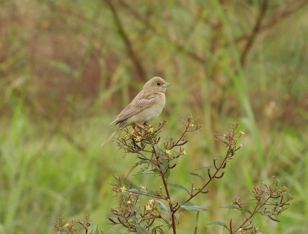 Black-headed Bunting - ML645377818