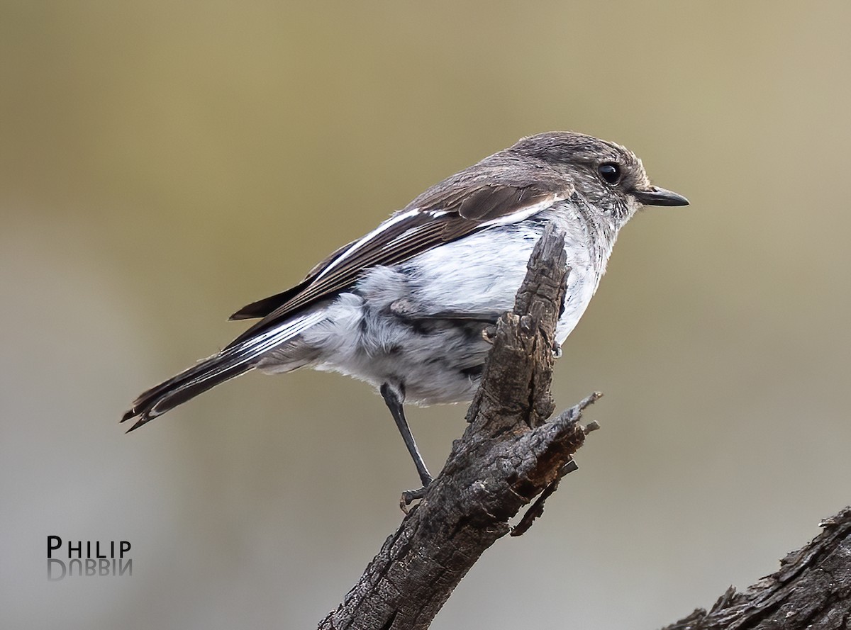 Пегая дриада - ML645377819