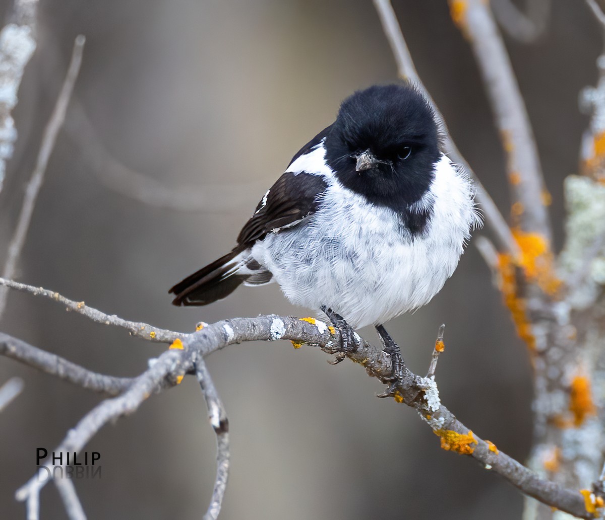 Пегая дриада - ML645377822