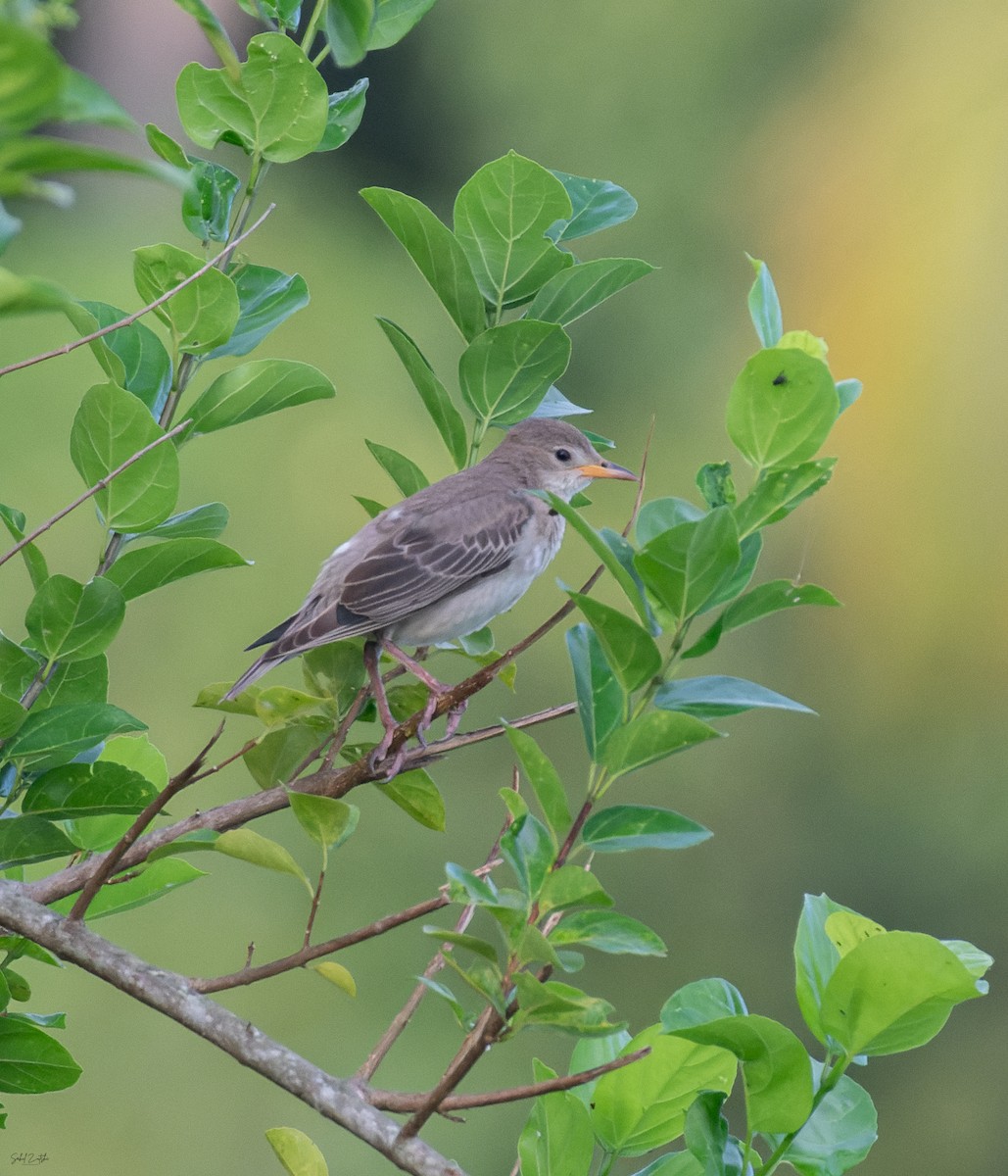 Rosy Starling - ML645377829