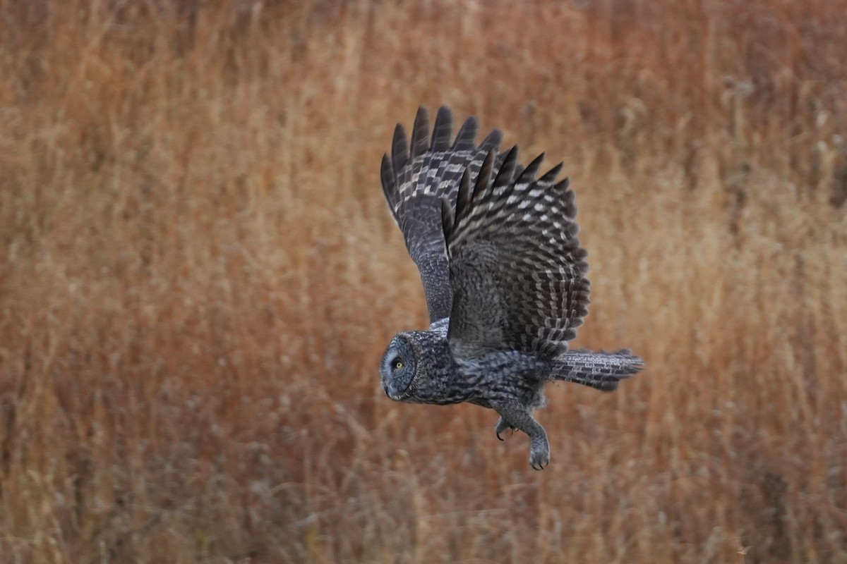 Great Gray Owl - ML645377830