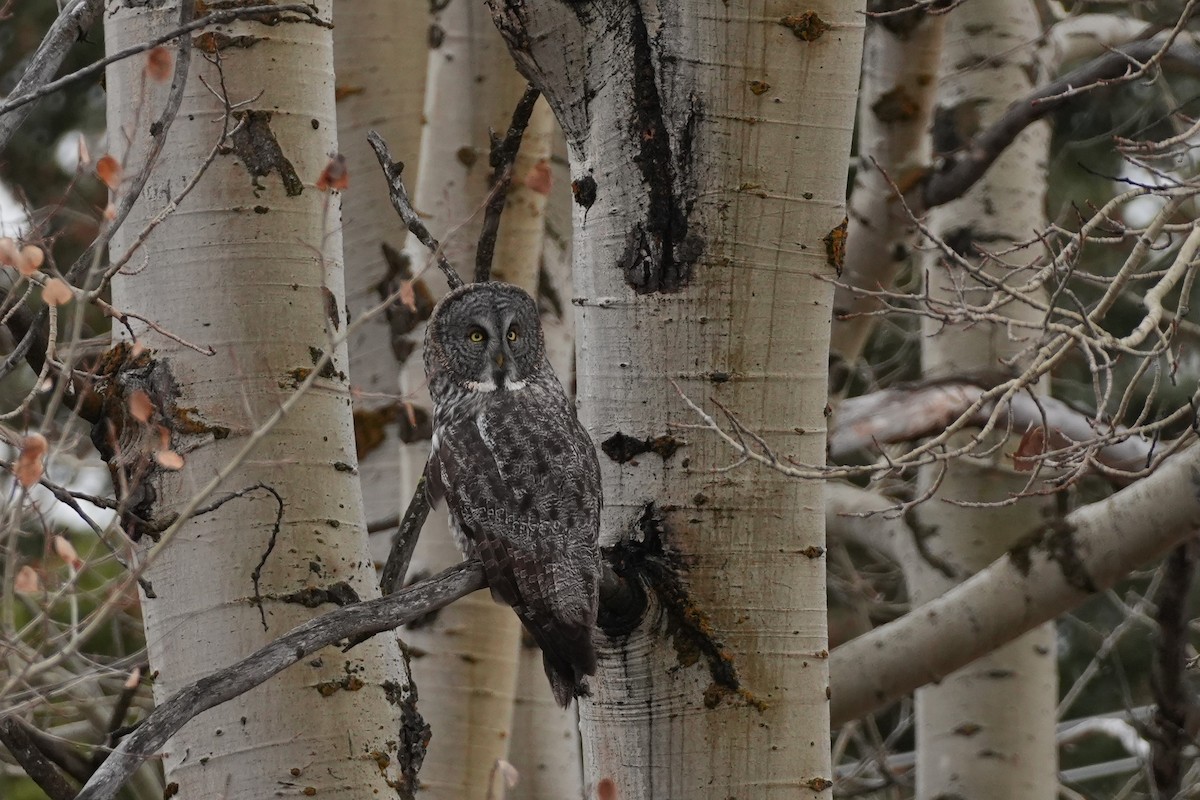 Great Gray Owl - ML645377831