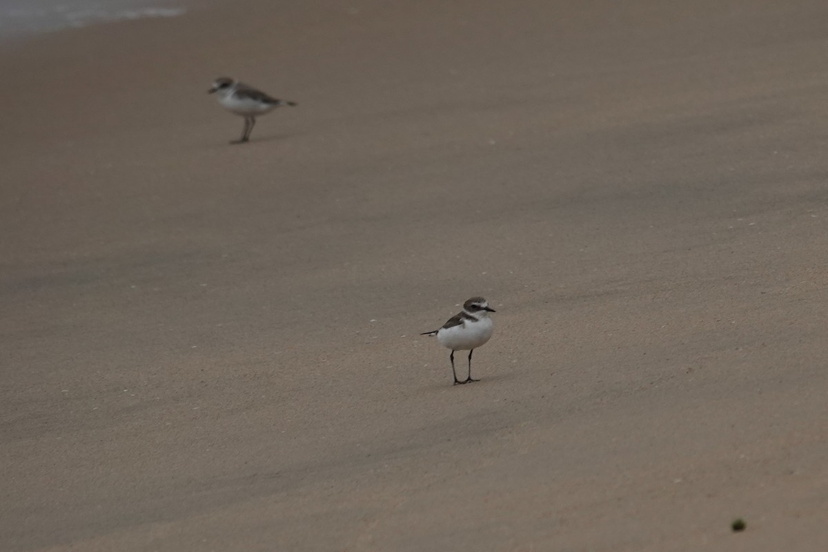 Kentish Plover - ML645377838
