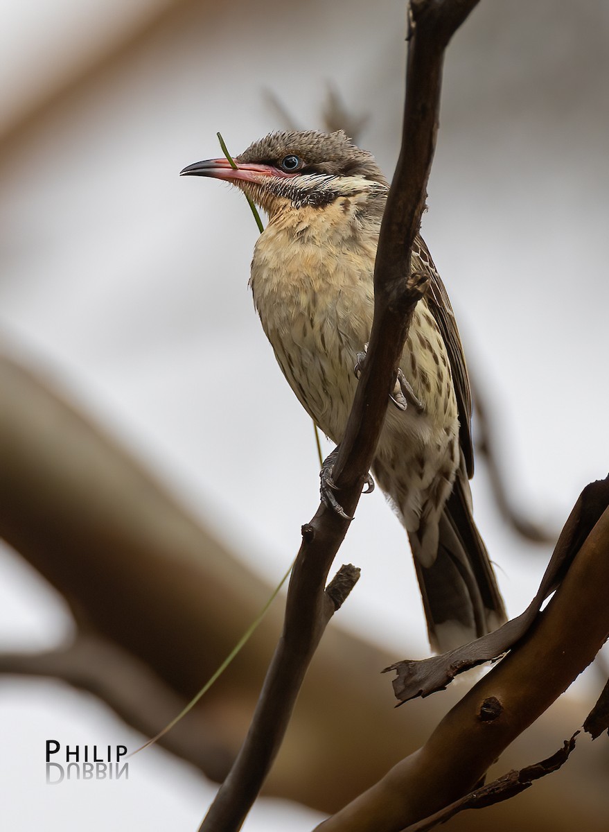 Diken Yanaklı Balkuşu - ML645377841